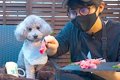 犬と『焼肉屋さんの…の画像