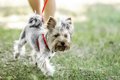 犬がスキップするの…の画像