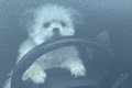 犬が『あおり運転』…の画像