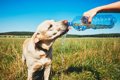 『熱中症』の犬にや…の画像