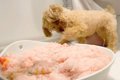 愛犬の『毛布』を洗…の画像