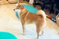 おばあちゃんが『犬…の画像