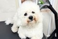 真っ白な犬とドッグ…の画像