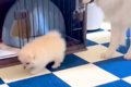 小さな子犬のことが…の画像