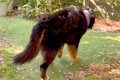 大型犬が亡くなる前…の画像