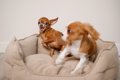 『犬見知りな犬』が…の画像