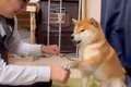 犬に『赤ちゃんの名…の画像