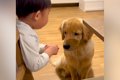 大型犬2匹にりんごを…の画像