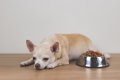 犬が暑さで食欲をな…の画像