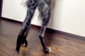 『185センチある大型…の画像