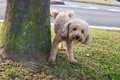 意外とある！犬の野…の画像