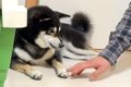 犬を連れて帰省→飼い…の画像