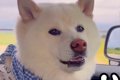 犬友だちと一緒に『…の画像