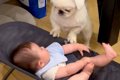 赤ちゃんが転がるバ…の画像