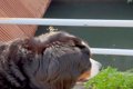 岡山県で大型犬を散…の画像