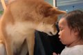 『娘を叱ると柴犬が……の画像