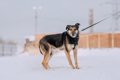 犬が『シッポを下げ…の画像
