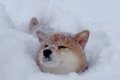 犬と大雪の中お散歩…の画像