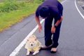 散歩拒否中の犬が『…の画像