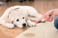 犬がトイレを失敗し…の画像