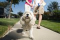 犬の『引っ張り癖』…の画像