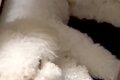 眠りながらピクピク…の画像