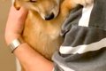 お風呂が大嫌いな犬→…の画像