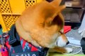 散歩の準備をしてい…の画像