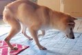 お寺で放置されてい…の画像