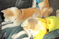 軽自動車の後部座席…の画像