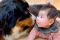 『赤ちゃんと大型犬…の画像