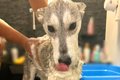 ハスキー犬を洗った…の画像