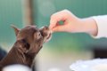 犬のしつけは難しい…の画像