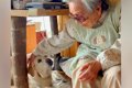 引退した元盲導犬が…の画像