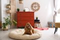 犬がいる部屋にNGな…の画像