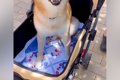 お散歩が大嫌いな犬…の画像