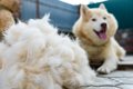 犬が『換毛期』を迎…の画像