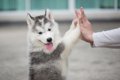 犬が『言葉を理解し…の画像