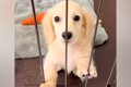 『ケージから出して…の画像