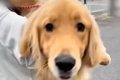 動物病院で診察を受…の画像