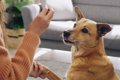 犬を散歩に連れてい…の画像