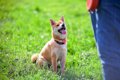 犬の記憶力は鍛えら…の画像