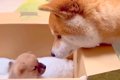 赤ちゃん犬の名前を…の画像