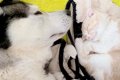 子猫と一緒に寝るハ…の画像
