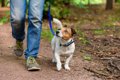 犬はお散歩コースを…の画像