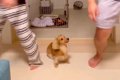 犬が『パパとママど…の画像