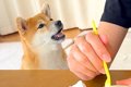 犬が『ご飯のおすそ…の画像