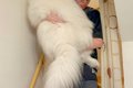 階段を降りられない…の画像