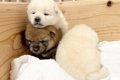 生まれて15日目の赤…の画像
