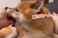 お風呂嫌いな犬に『…の画像